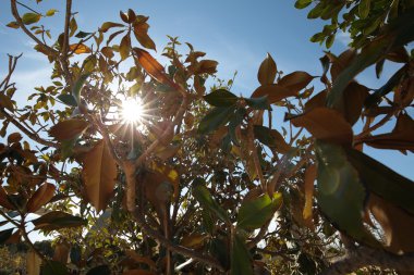 Fotoğrafı yaprakları arkadan aydınlatmalı