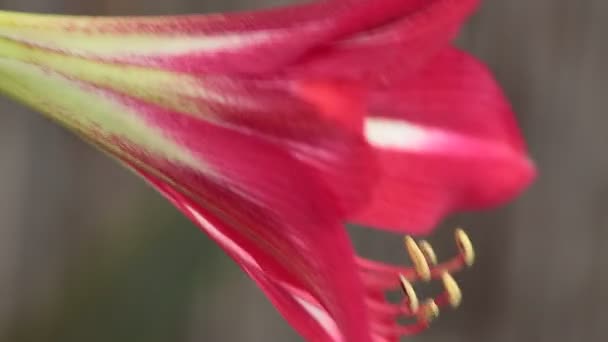 Mover flores grandes — Vídeos de Stock