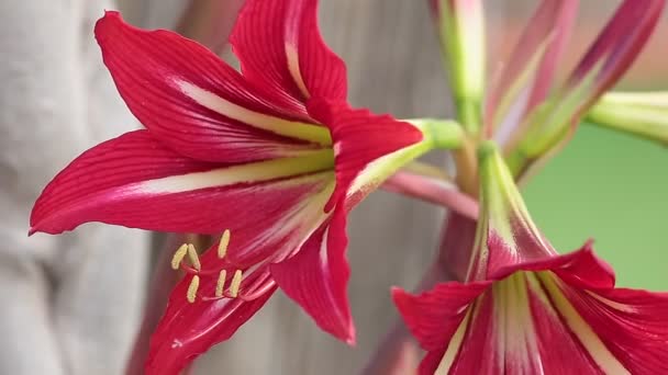 Déplacement de grandes fleurs 