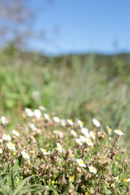 Çiçekler odaklanmamış arka plan ile ön planda