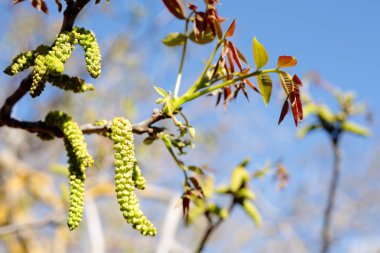 Çiçekler bir ceviz.