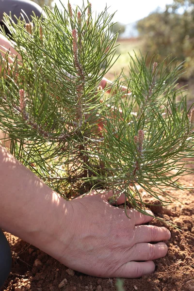 Mains d'une femme plantant un arbre . — Photo