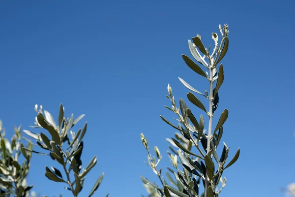 Branche d'olive espagnole — Photo