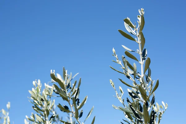 Spanischer Olivenzweig — Stockfoto