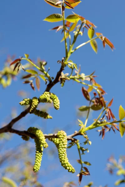 核桃的花. — 图库照片