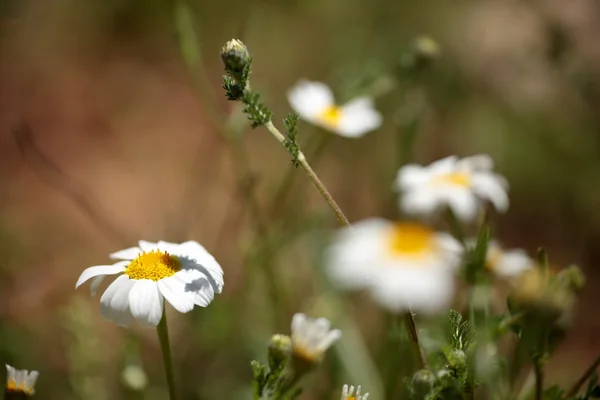 Margherita con insetto arroccato — Foto Stock