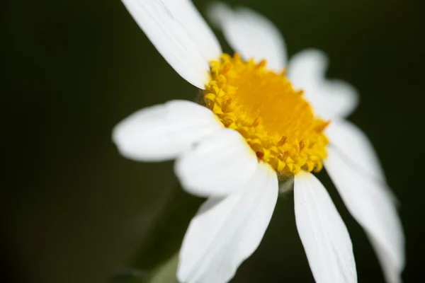 Fiori in primavera — Foto Stock