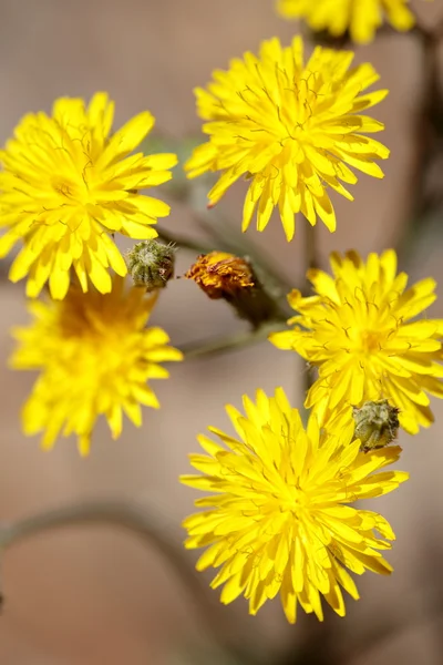 Fiori in primavera — Foto Stock