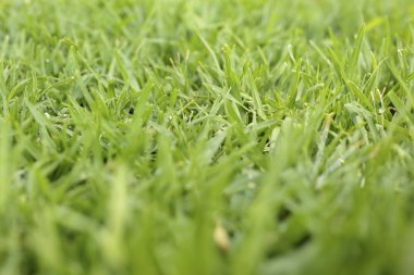 Doğal çim döşeme