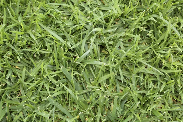 Натуральной трави для підлоги — стокове фото