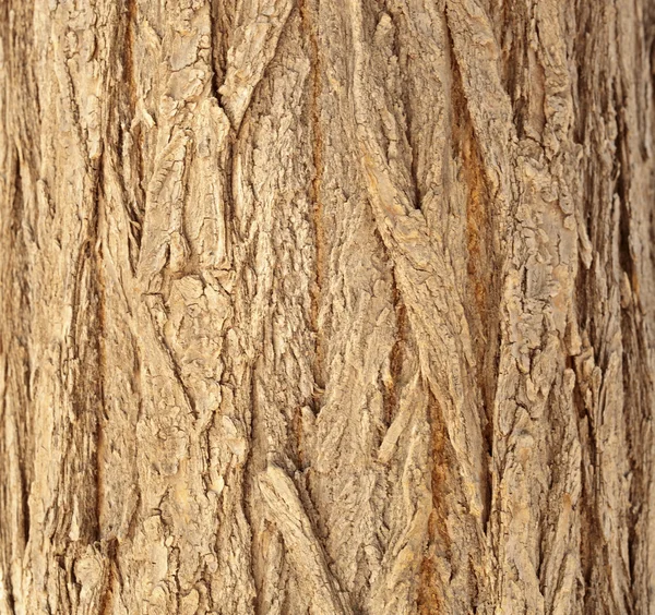 Tekstura tułowia — Zdjęcie stockowe