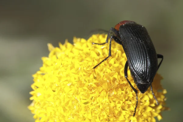 Tête rouge d'insecte — Photo