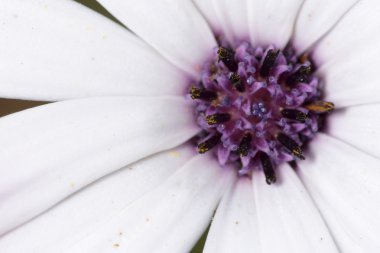 beyaz çiçek fotoğrafı kapatın