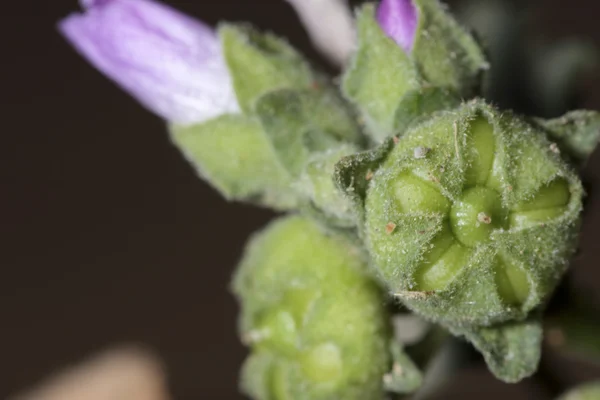 Macro pequenas plantas — Fotografia de Stock