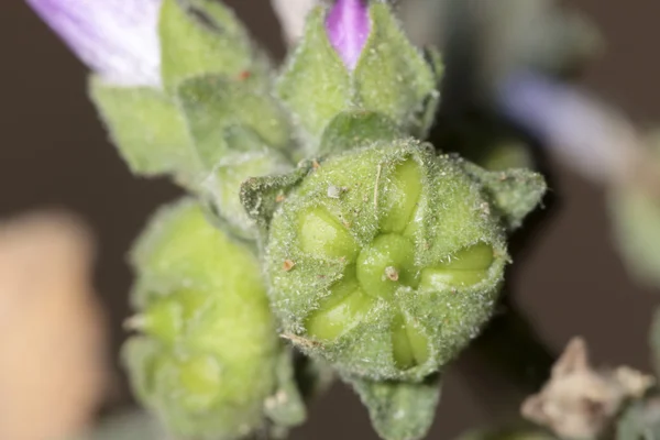 매크로 작은 식물 — 스톡 사진