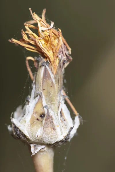 Macro pequenas plantas — Fotografia de Stock