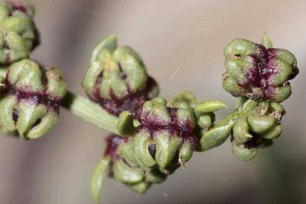 Macro pequenas plantas — Fotografia de Stock