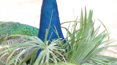 Açık kanatlarla peacock