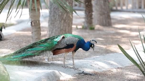 Pfau mit offenen Flügeln — Stockvideo