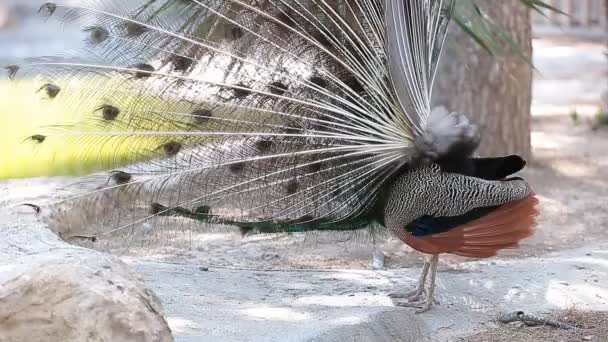 Paon aux ailes ouvertes 