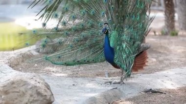 Açık kanatlarla peacock