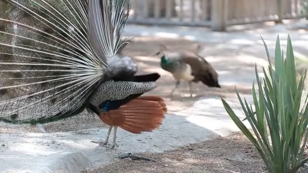 Peacock met open vleugels — Stockvideo