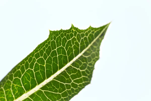 Veias da folha de uma planta — Fotografia de Stock