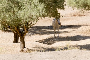 atları saygılı bir çiftlikte