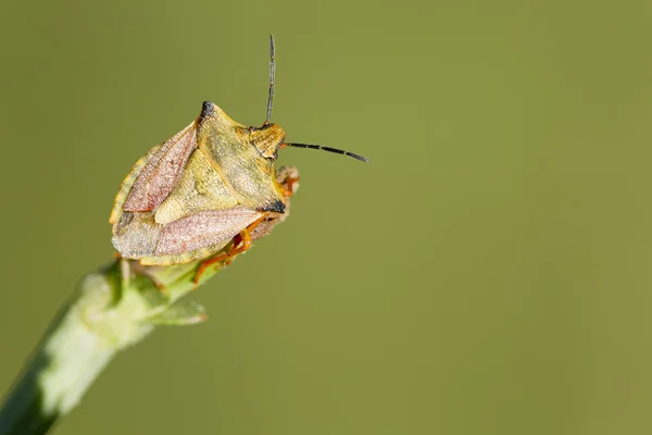 Insekt makrofotografering — Stockfoto