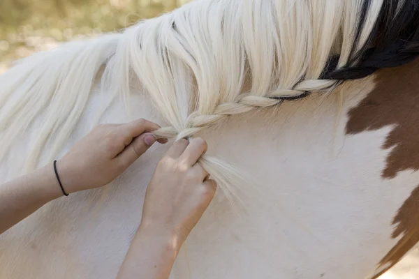 梳理一匹马的女孩 — 图库照片