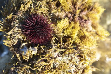 Deniz kestanesi habitat