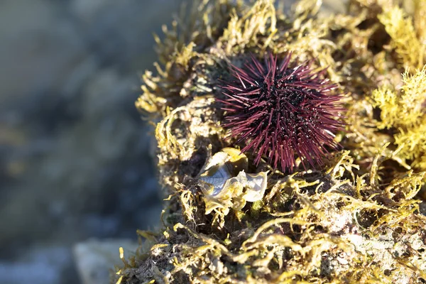 Sea urchin habitat