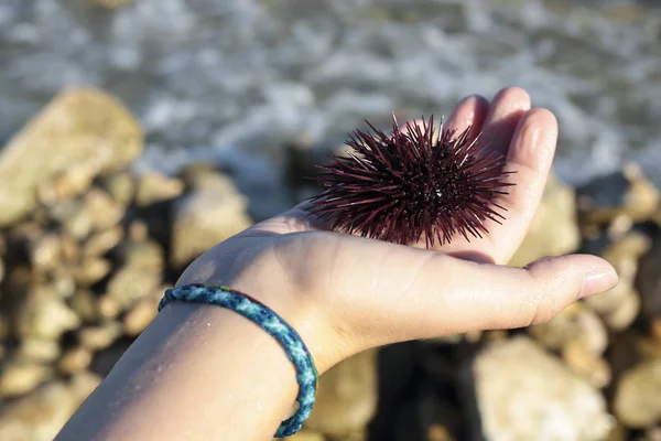 Oursin de mer dans les mains d'un jeune — Photo