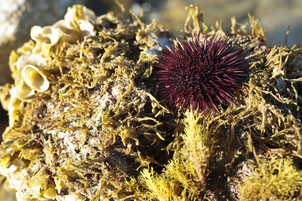 Sea urchin habitat