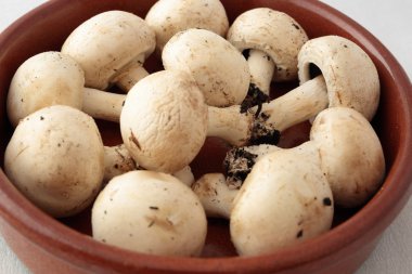 toprak kap üzerinde mantar