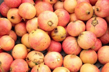 Elche Granada mollar topluluğu