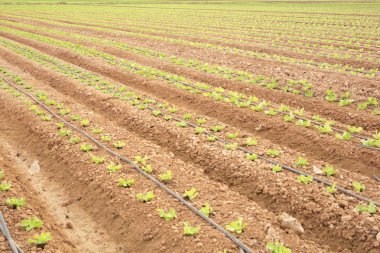 Elche, İspanya'da dikim