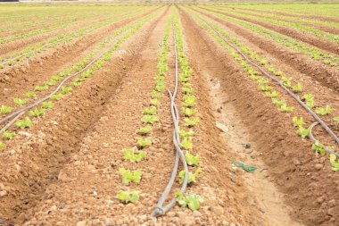 Elche, İspanya'da dikim