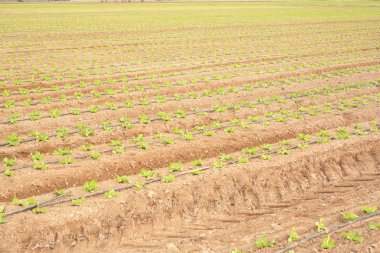 Elche, İspanya'da dikim