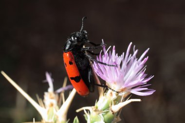 Böcek bir bitki üzerinde