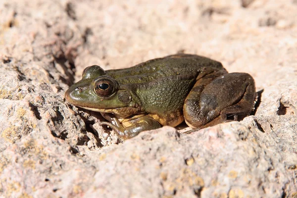 일광욕 하는 일반적인 개구리 — 스톡 사진
