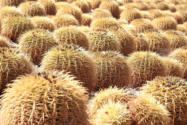 Large cactus plantation — Stock Photo, Image