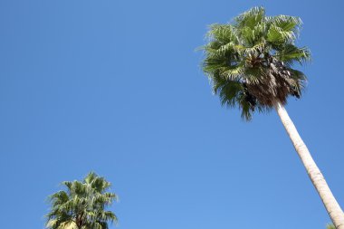 Mavi gökyüzü olan palmiye ağaçları