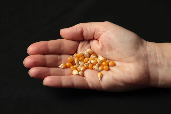 Sementes de milho na mão de uma menina — Fotografia de Stock