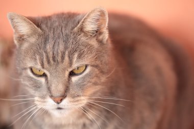 bir kedi bak