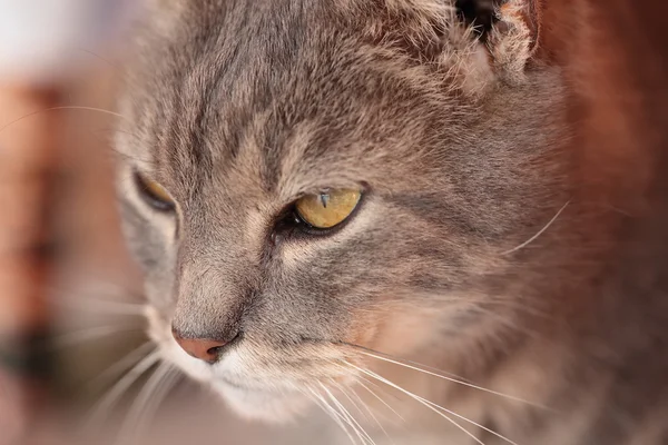 看一只猫 — 图库照片