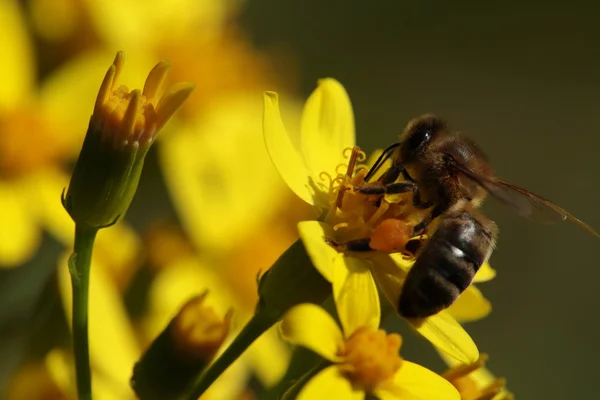 Macro de una abeja en una flor — Foto de Stock
