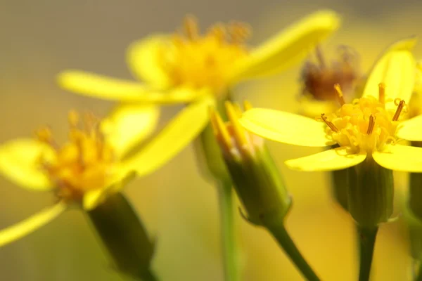Gelbe Blüten schließen — Stockfoto