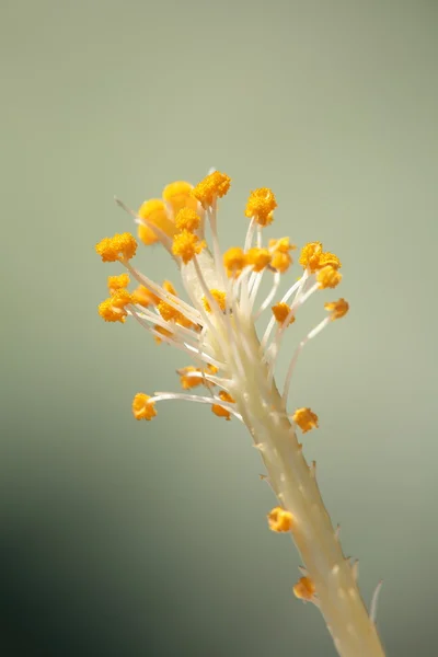 Pistilos de uma Flor — Fotografia de Stock