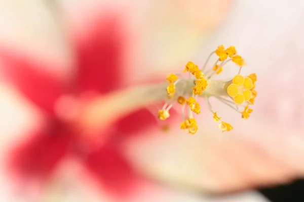 Pistils of a flower — Stock Photo, Image